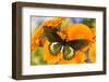 Tropical butterfly, Battus madyes, on orange gerber daisy-Darrell Gulin-Framed Photographic Print