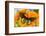 Tropical butterfly, Battus madyes, on orange gerber daisy-Darrell Gulin-Framed Photographic Print