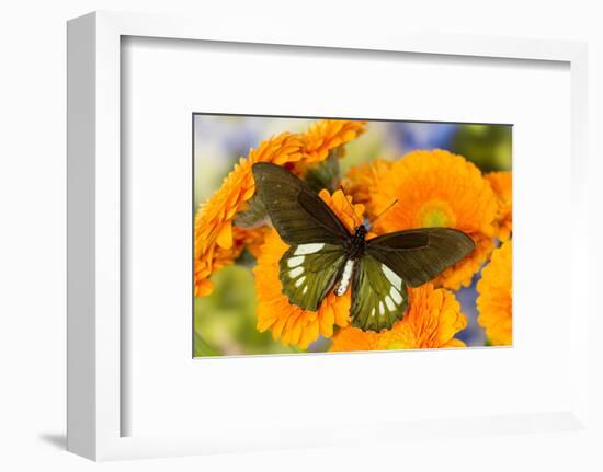 Tropical butterfly, Battus madyes, on orange gerber daisy-Darrell Gulin-Framed Photographic Print