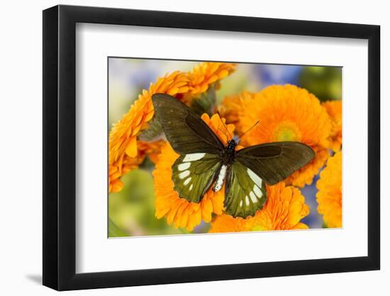 Tropical butterfly, Battus madyes, on orange gerber daisy-Darrell Gulin-Framed Photographic Print