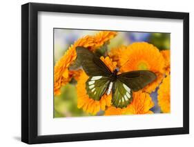 Tropical butterfly, Battus madyes, on orange gerber daisy-Darrell Gulin-Framed Photographic Print