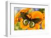 Tropical butterfly, Battus madyes, on orange gerber daisy-Darrell Gulin-Framed Photographic Print