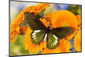 Tropical butterfly, Battus madyes, on orange gerber daisy-Darrell Gulin-Mounted Photographic Print