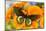 Tropical butterfly, Battus madyes, on orange gerber daisy-Darrell Gulin-Mounted Photographic Print