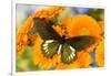 Tropical butterfly, Battus madyes, on orange gerber daisy-Darrell Gulin-Framed Photographic Print