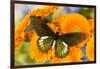 Tropical butterfly, Battus madyes, on orange gerber daisy-Darrell Gulin-Framed Photographic Print