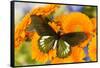 Tropical butterfly, Battus madyes, on orange gerber daisy-Darrell Gulin-Framed Stretched Canvas