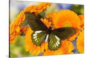 Tropical butterfly, Battus madyes, on orange gerber daisy-Darrell Gulin-Stretched Canvas