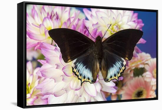 Tropical butterfly Charaxes eurialus from Indonesia on Dahlia Flowers-Darrell Gulin-Framed Stretched Canvas