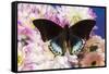 Tropical butterfly Charaxes eurialus from Indonesia on Dahlia Flowers-Darrell Gulin-Framed Stretched Canvas
