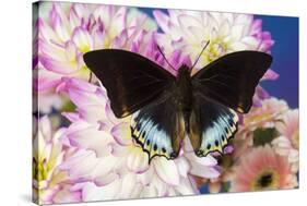 Tropical butterfly Charaxes eurialus from Indonesia on Dahlia Flowers-Darrell Gulin-Stretched Canvas
