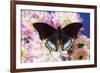 Tropical butterfly Charaxes eurialus from Indonesia on Dahlia Flowers-Darrell Gulin-Framed Photographic Print