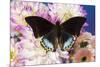 Tropical butterfly Charaxes eurialus from Indonesia on Dahlia Flowers-Darrell Gulin-Mounted Photographic Print