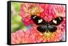 Tropical butterfly Heliconius doris on Dahlias-Darrell Gulin-Framed Stretched Canvas