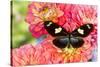 Tropical butterfly Heliconius doris on Dahlias-Darrell Gulin-Stretched Canvas