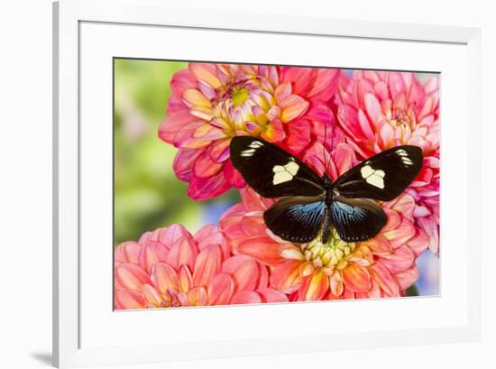 Tropical butterfly Heliconius doris on Dahlias-Darrell Gulin-Framed Photographic Print