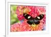 Tropical butterfly Heliconius doris on Dahlias-Darrell Gulin-Framed Photographic Print