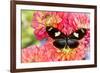 Tropical butterfly Heliconius doris on Dahlias-Darrell Gulin-Framed Photographic Print