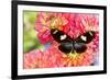 Tropical butterfly Heliconius doris on Dahlias-Darrell Gulin-Framed Photographic Print