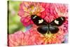 Tropical butterfly Heliconius doris on Dahlias-Darrell Gulin-Stretched Canvas