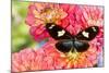 Tropical butterfly Heliconius doris on Dahlias-Darrell Gulin-Mounted Photographic Print