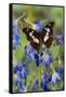 Tropical Butterfly, Moduza Mata Amida-Darrell Gulin-Framed Stretched Canvas