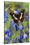 Tropical Butterfly, Moduza Mata Amida-Darrell Gulin-Stretched Canvas