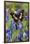 Tropical Butterfly, Moduza Mata Amida-Darrell Gulin-Framed Photographic Print