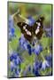 Tropical Butterfly, Moduza Mata Amida-Darrell Gulin-Mounted Photographic Print