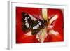 Tropical Butterfly, Moduza Mata Amida-Darrell Gulin-Framed Photographic Print