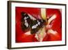 Tropical Butterfly, Moduza Mata Amida-Darrell Gulin-Framed Photographic Print