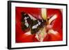 Tropical Butterfly, Moduza Mata Amida-Darrell Gulin-Framed Photographic Print