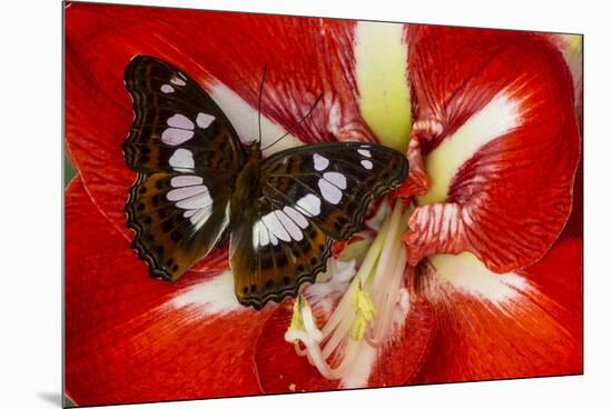 Tropical Butterfly, Moduza Mata Amida-Darrell Gulin-Mounted Premium Photographic Print