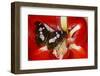 Tropical Butterfly, Moduza Mata Amida-Darrell Gulin-Framed Photographic Print