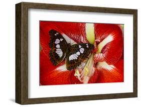 Tropical Butterfly, Moduza Mata Amida-Darrell Gulin-Framed Photographic Print