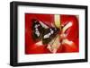 Tropical Butterfly, Moduza Mata Amida-Darrell Gulin-Framed Photographic Print