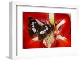 Tropical Butterfly, Moduza Mata Amida-Darrell Gulin-Framed Photographic Print