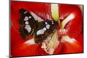 Tropical Butterfly, Moduza Mata Amida-Darrell Gulin-Mounted Photographic Print