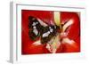 Tropical Butterfly, Moduza Mata Amida-Darrell Gulin-Framed Photographic Print