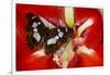 Tropical Butterfly, Moduza Mata Amida-Darrell Gulin-Framed Photographic Print