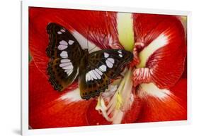 Tropical Butterfly, Moduza Mata Amida-Darrell Gulin-Framed Photographic Print