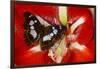 Tropical Butterfly, Moduza Mata Amida-Darrell Gulin-Framed Photographic Print