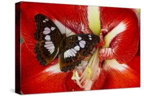 Tropical Butterfly, Moduza Mata Amida-Darrell Gulin-Stretched Canvas