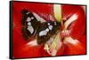 Tropical Butterfly, Moduza Mata Amida-Darrell Gulin-Framed Stretched Canvas