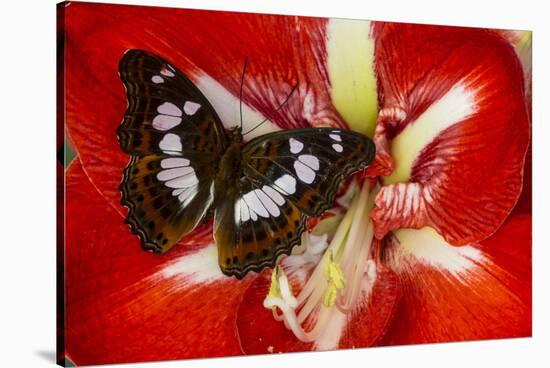 Tropical Butterfly, Moduza Mata Amida-Darrell Gulin-Stretched Canvas