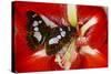 Tropical Butterfly, Moduza Mata Amida-Darrell Gulin-Stretched Canvas