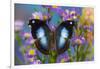 Tropical butterfly Napeocles jucunda the Great Blue Hookwing on Aster-Darrell Gulin-Framed Photographic Print