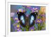 Tropical butterfly Napeocles jucunda the Great Blue Hookwing on Aster-Darrell Gulin-Framed Photographic Print