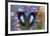 Tropical butterfly Napeocles jucunda the Great Blue Hookwing on Aster-Darrell Gulin-Framed Photographic Print