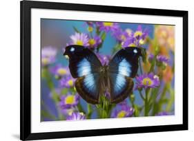 Tropical butterfly Napeocles jucunda the Great Blue Hookwing on Aster-Darrell Gulin-Framed Photographic Print